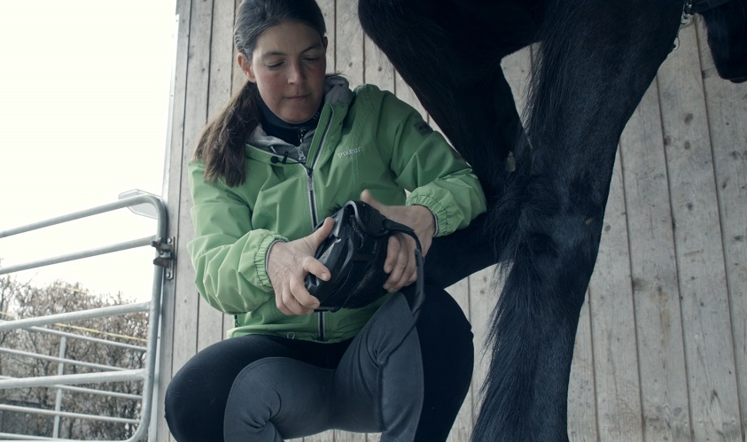 Zum Wohle des Pferdes und des Reiters, Swiss Galoppers GmbH ...